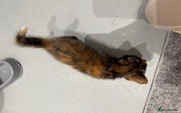 Mixed Breed cats for sale: 2 beautiful kittens left to find a home - Image 5