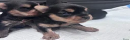 Yorkshire Terrier dogs for sale: Yorkshire Terrier Puppies  - Advert 4