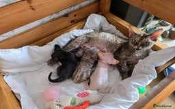 Devon Rex cats for sale: Red Colourpoint Curly coated gremlin - Image 4