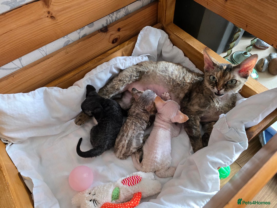 Devon Rex cats for sale: Red Colourpoint Curly coated gremlin - Image 4