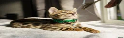 Bengal cats for sale: ONLY 4 LEFT - HEALTH/DNA TESTED BENGALS - Advert 11