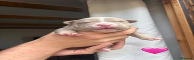 American Bully Puppy 5