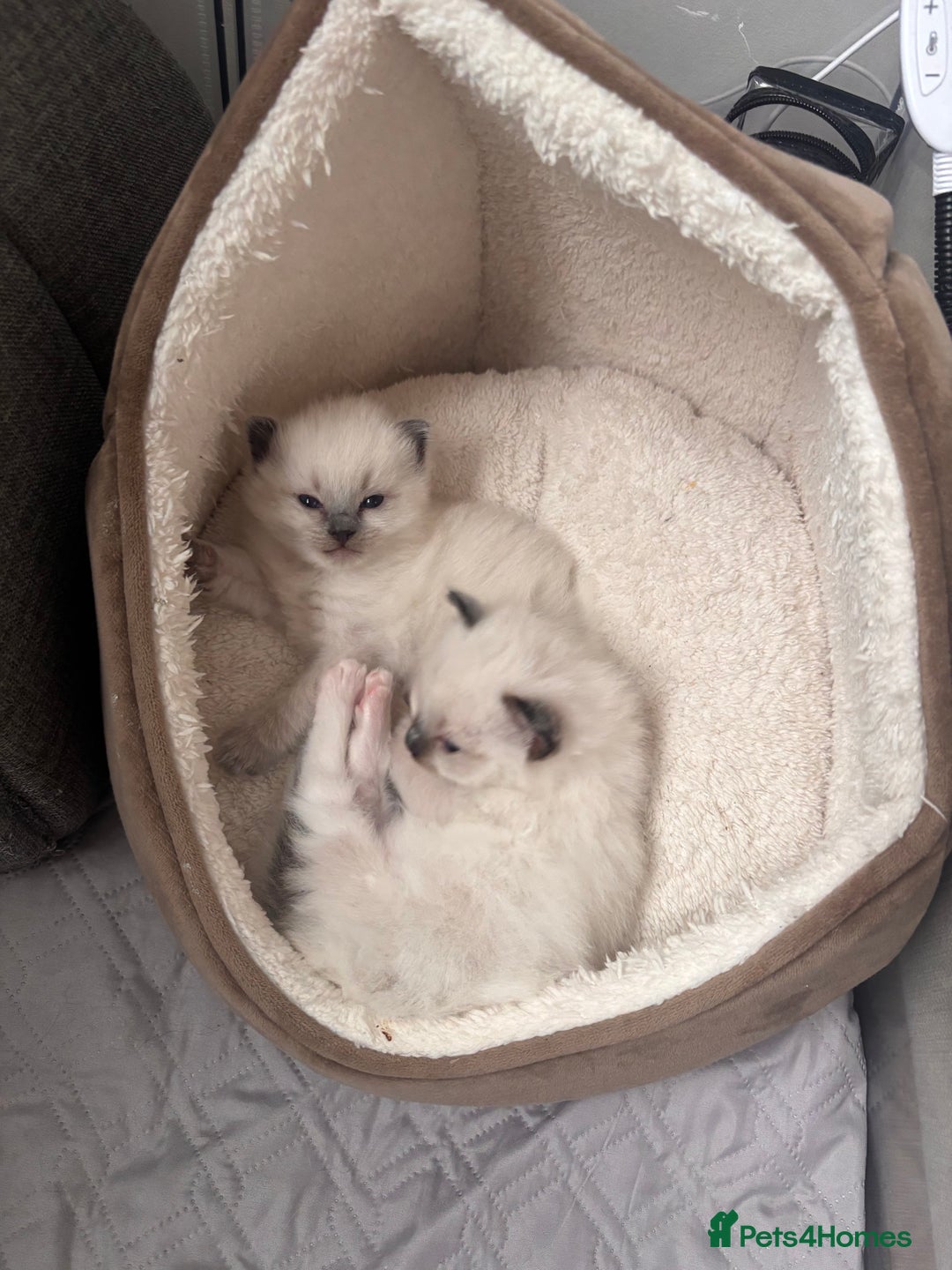 Ragdoll cats for sale: Last mitted Ragdoll girl available - Advert 1