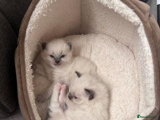 Ragdoll cats Last mitted Ragdoll girl available - Advert 17
