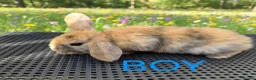 Mini Lop rabbits for sale: Beautiful mini lop baby rabbits - Advert 2