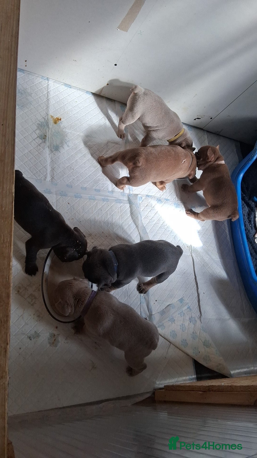 French Bulldog dogs for sale: French bulldogs for sale  - Image 2