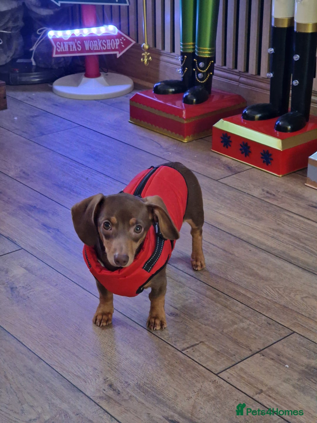 Dachshund dogs for sale: 6 month old dachshund puppy  - Advert 4