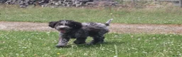 Lagotto Romagnolo dogs for sale: Kc lagotto romagnolo puppies - Advert 4