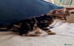 Bengal cats for sale: 2 female half bengal kittens - Image 9