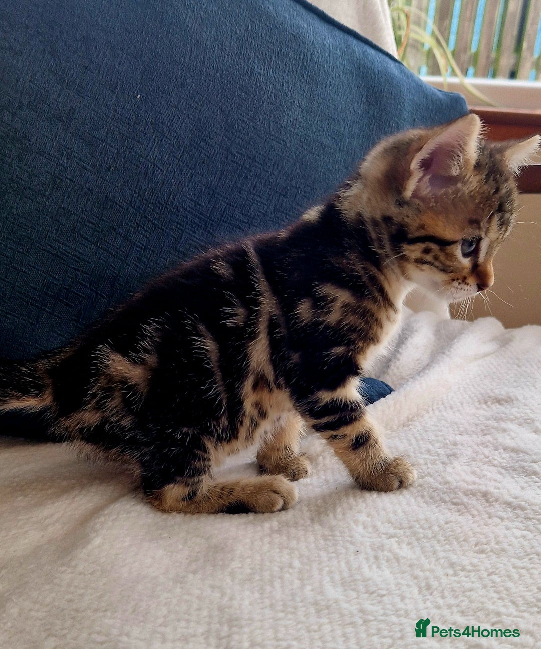 Bengal cats for sale: 2 female half bengal kittens - Image 9