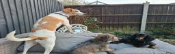 Foxhound dogs for sale: Peggy - Advert 7