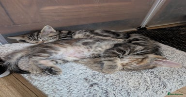 Mixed Breed cats - Advert 15