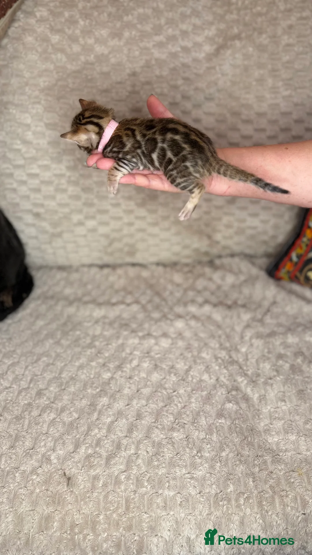 Bengal cats for sale: Pure Bengal kittens for sale just 2 boys left.  - Advert 12