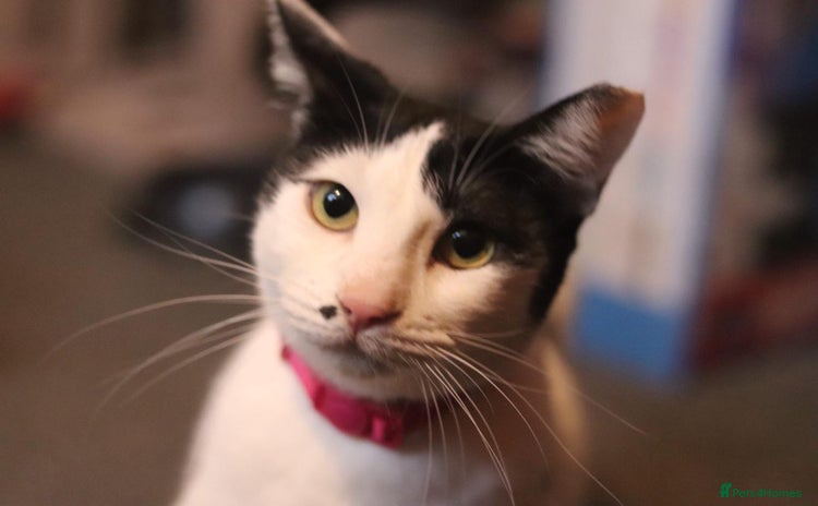 Mixed Breed cats Indoor Rescue Lucy  - Advert 3