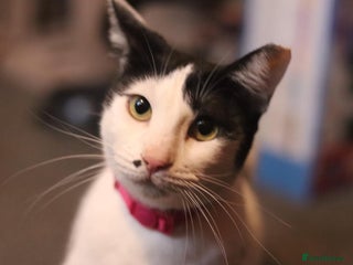 Mixed Breed cats Indoor Rescue Lucy - Advert 1