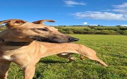Mixed Breed dogs for sale: Surluki bull is  - Image 1