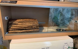 Pygmy Hedgehog rodents for sale: African Pygmy hedgehog  - Advert 4