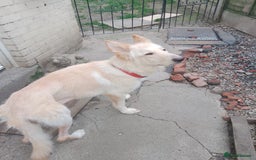 German Shepherd dogs for sale: White German shepherd  - Image 2