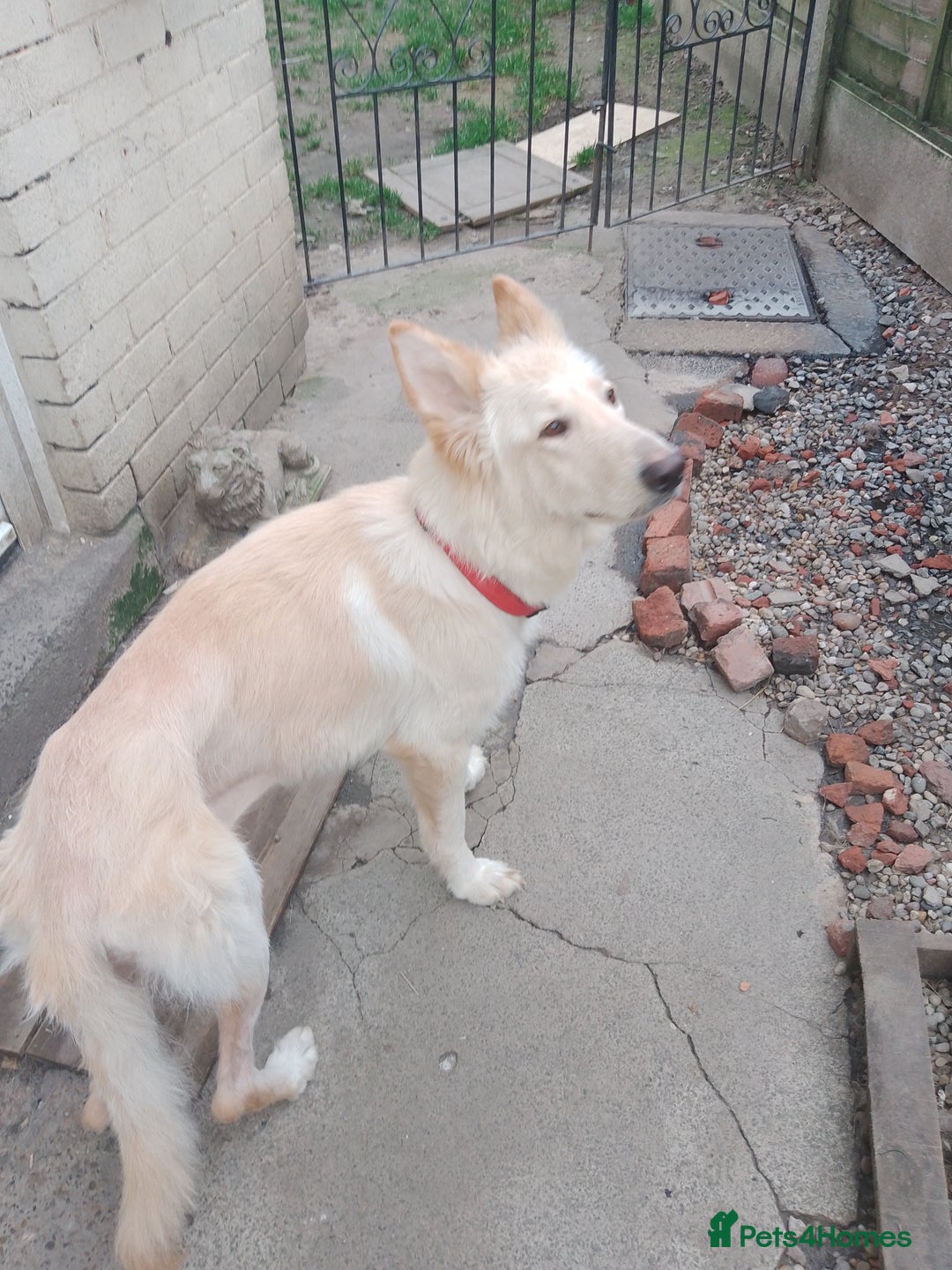 German Shepherd dogs for sale: White German shepherd  - Image 2