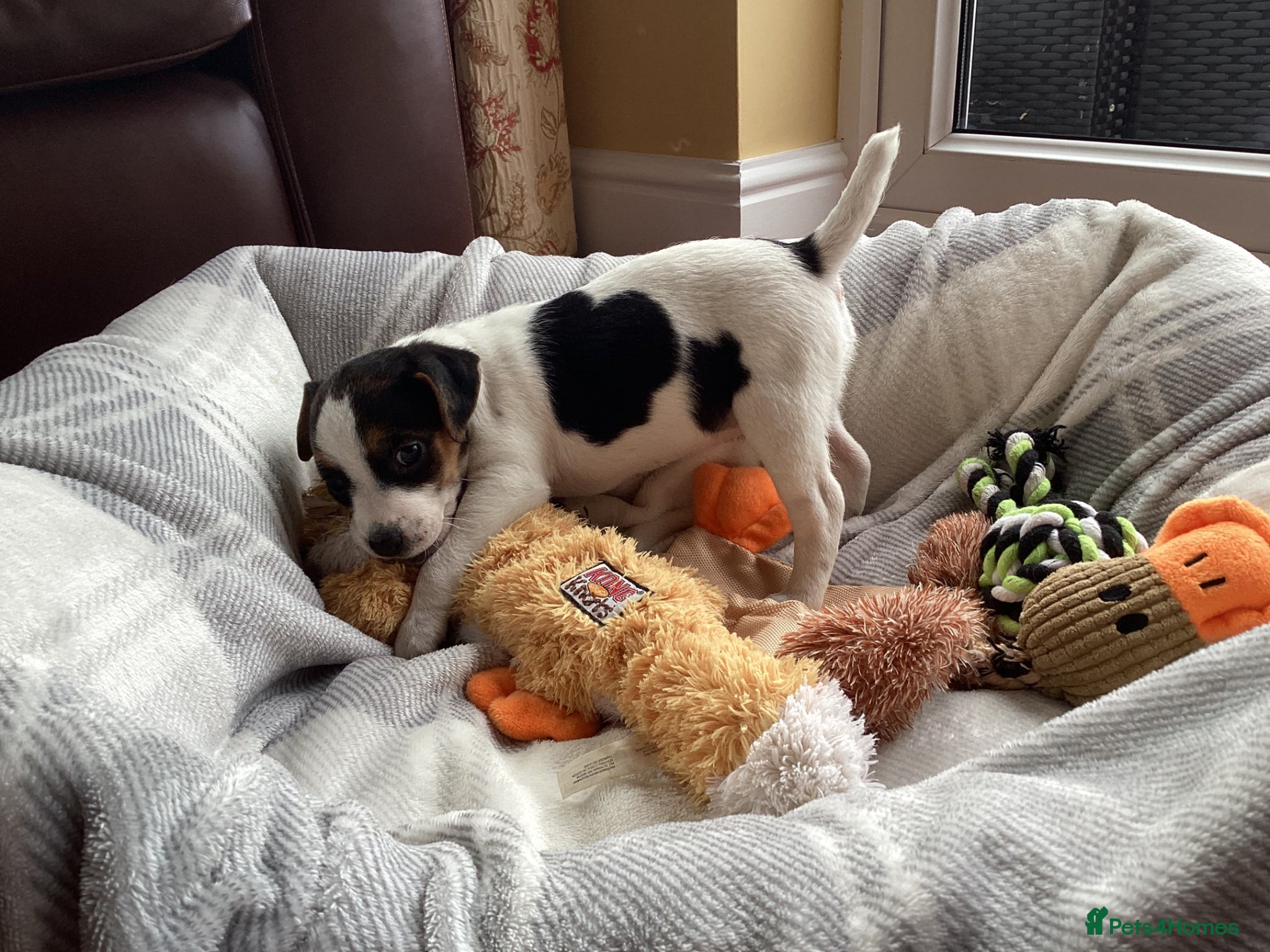 Parson Russell dogs Beautiful Parsons Jack Russell Terrier Puppies - Advert 1