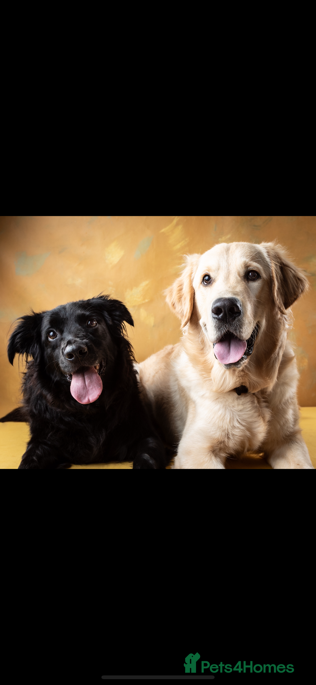 Golden Retriever dogs for sale: 1yr old American Golden Retriever for rehome  - Advert 11