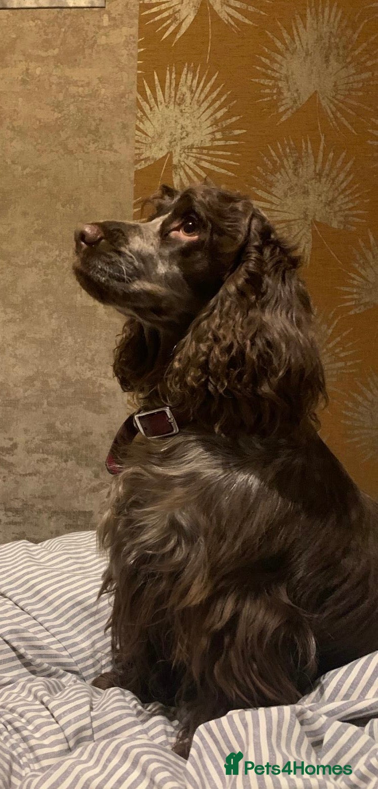 Cocker Spaniel dogs KC Reg Show Type Cocker Spaniel puppies - Advert 3
