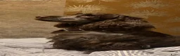 Cocker Spaniel dogs for sale: KC Reg Show Type Cocker Spaniel puppies - Advert 1