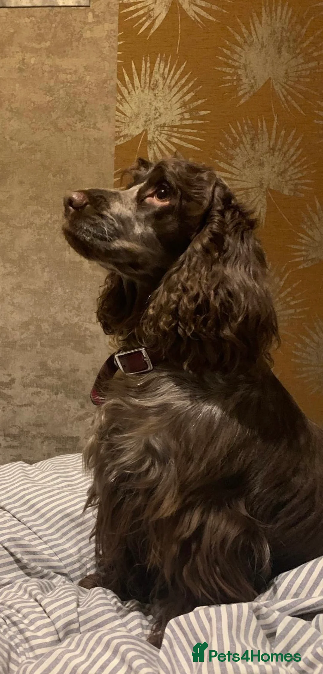Cocker Spaniel dogs for sale: KC Reg Show Type Cocker Spaniel puppies - Advert 1