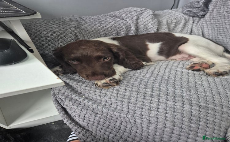 English Springer Spaniel dogs - Advert 5