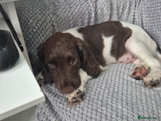 English Springer Spaniel dogs - Advert 9