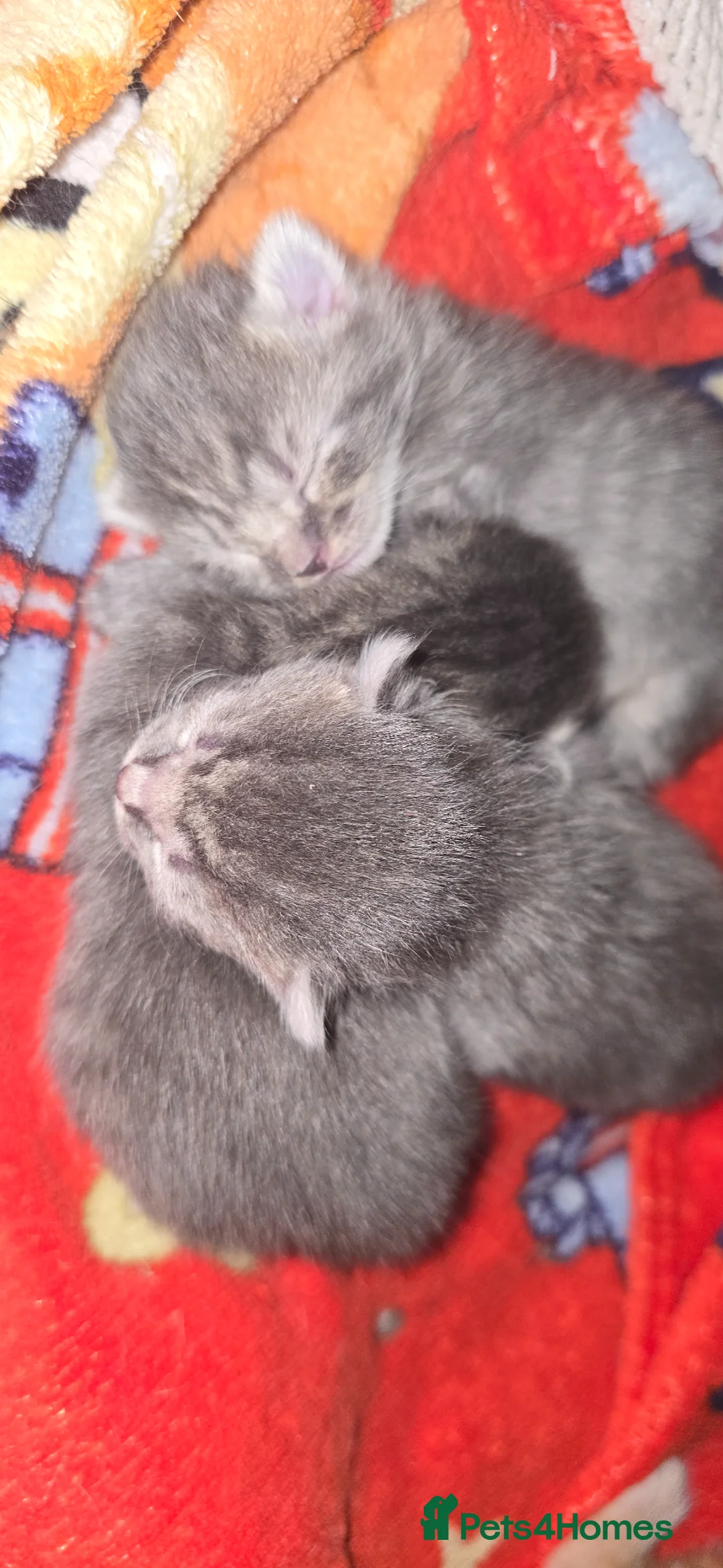 Norwegian Forest Cat cats for sale: Norweigen Forest kitten - Advert 2