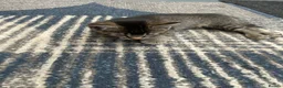 Mixed Breed cats for sale: 3 little baby kittens for sale  - Advert 10