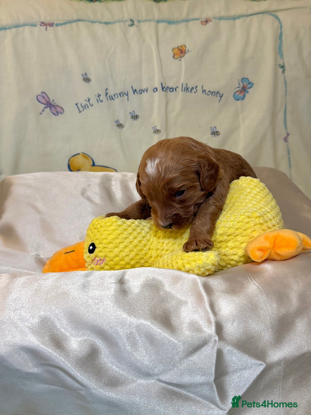 Cavapoo dogs for sale: 6 Cute Cavapoo puppies 6 - ready for homes in feb  - Advert 21