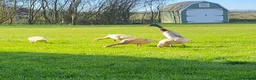 Ducks poultry for sale: Pure Breed Female Indian Runner Ducks Lincolnshire - Advert 2