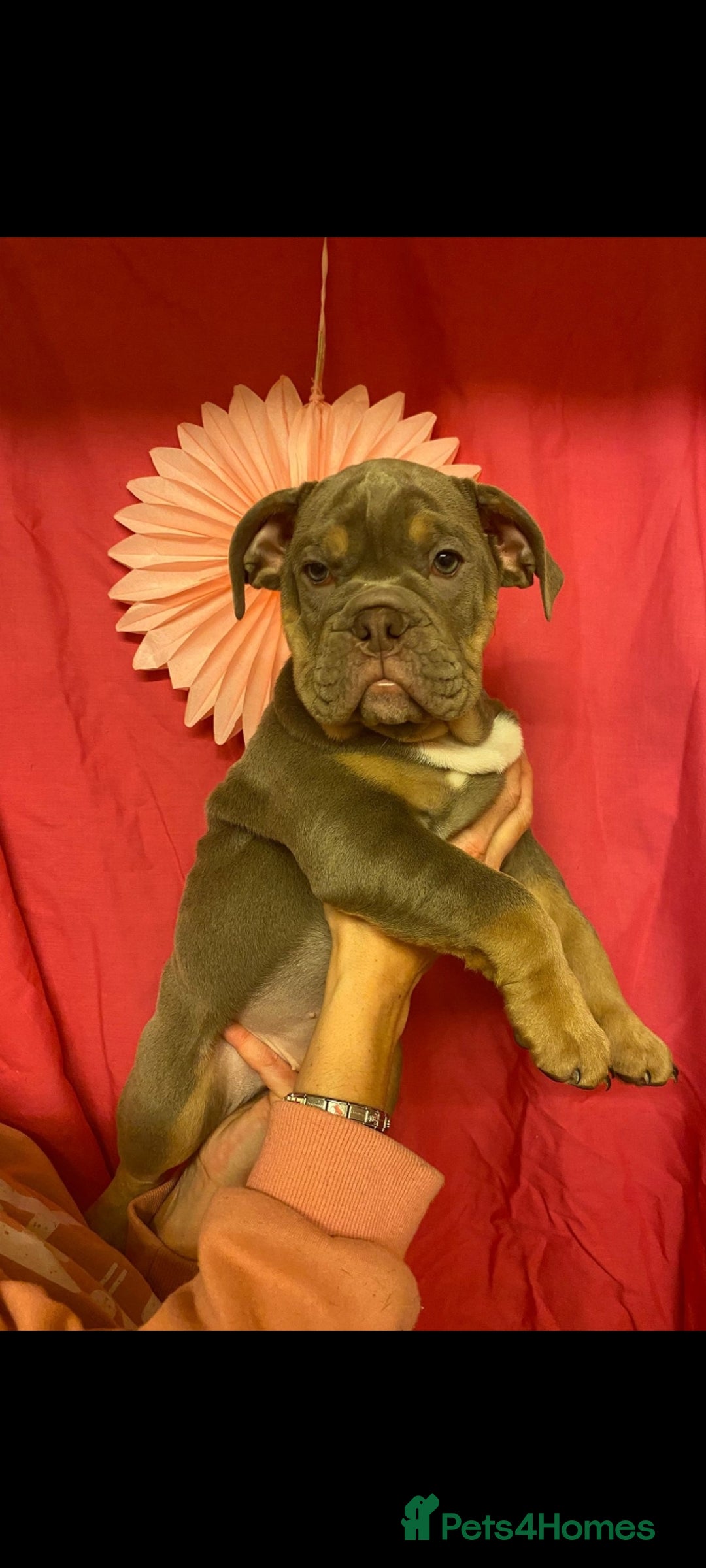 Mixed Breed dogs for sale: F1 olde English bulldog - Advert 19