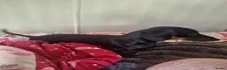 Dachshund dogs for sale: 6 Month Old Dachshound in Cranleigh - Advert 4