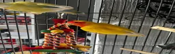 Mixed Breed birds for sale: Female budgies, Love birds and diamond dove in Scunthorpe - Advert 11