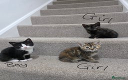 Domestic Shorthair cats for sale: 4 beautiful kittens - Image 1