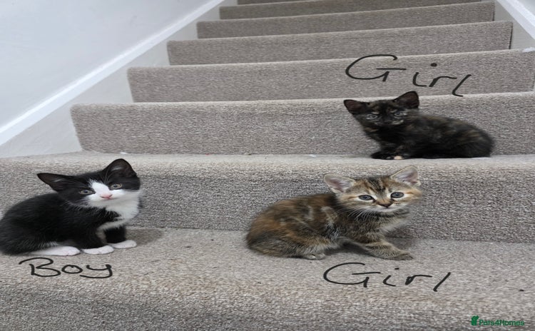 Domestic Shorthair cats - Advert 13
