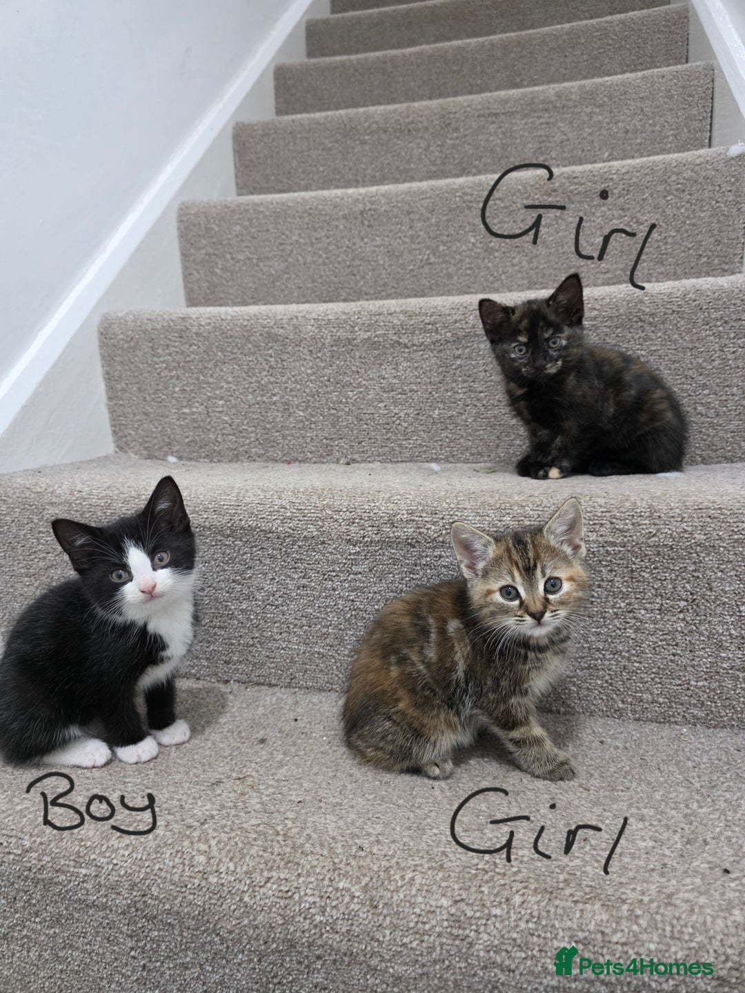 Domestic Shorthair cats for sale: 4 beautiful kittens - Image 1