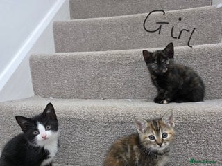 Domestic Shorthair cats - Advert 12