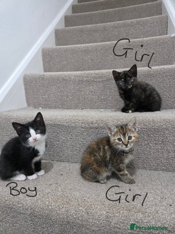 Domestic Shorthair cats - Advert 13