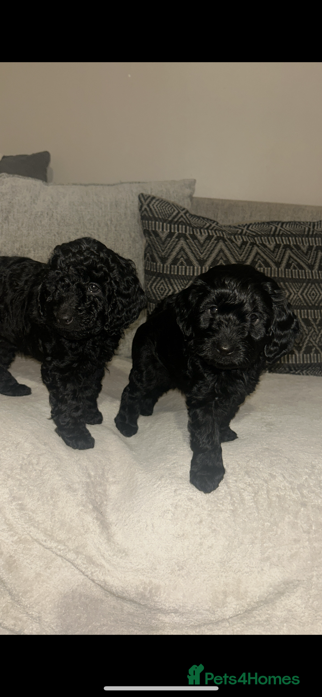 Cockapoo dogs for sale: Beautiful Cockapoo Puppies  - Advert 15