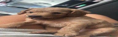 Goldendoodle 3