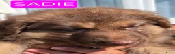 German Shepherd dogs for sale: Rare chocolate and tan and Blue GSD - Advert 30