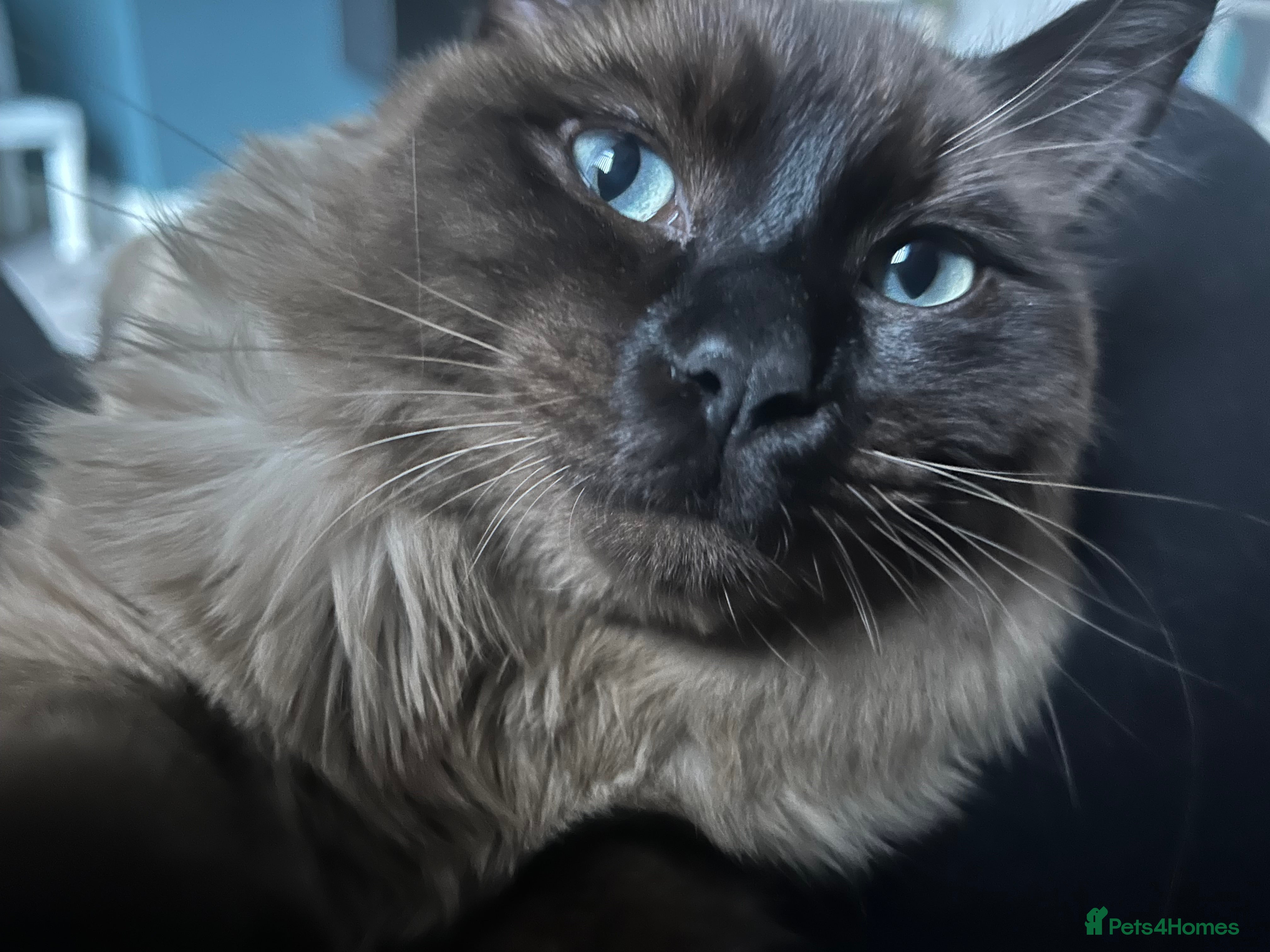 Ragdoll cats Make ragdoll - Advert 1