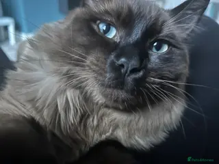 Ragdoll cats Make ragdoll - Advert 1