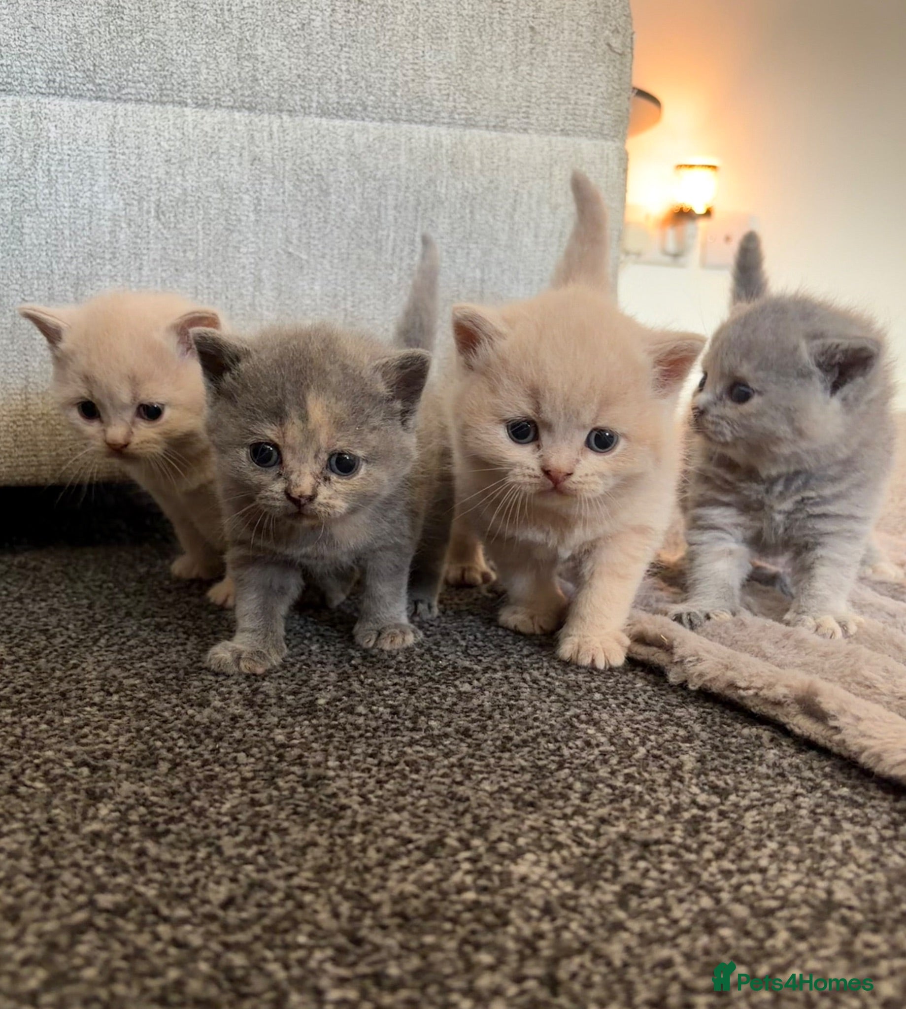 British Shorthair cats British shorthair kittens.  - Advert 5