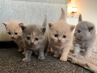 British Shorthair cats British shorthair kittens. - Advert 5