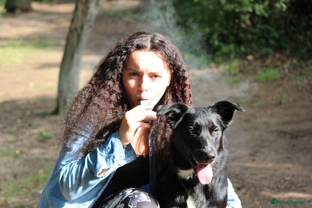 Border Collie dogs for sale: Border collie  - Image 17